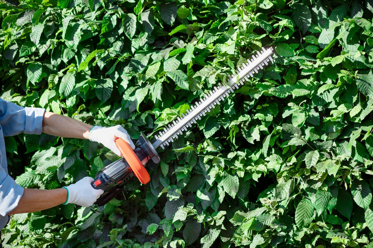 Professional hedge trimming service — worker maintaining shrubs at a residential property