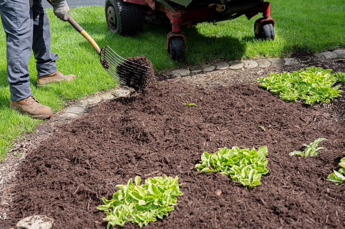 Professional landscaper raking fresh mulch around bushes in a residential yard